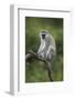 Grivet (Chlorocebus Aethiops), Ngorongoro Crater, Tanzania, East Africa, Africa-James Hager-Framed Photographic Print