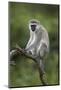 Grivet (Chlorocebus Aethiops), Ngorongoro Crater, Tanzania, East Africa, Africa-James Hager-Mounted Photographic Print