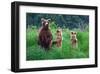 Grizly Bears at Katmai Alaska-null-Framed Art Print