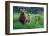 Grizly Bears at Katmai Alaska-null-Framed Art Print