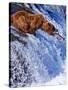 Grizly Bears at Katmai National Park, Alaska, USA-Gleb Tarro-Stretched Canvas