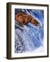 Grizly Bears at Katmai National Park, Alaska, USA-Gleb Tarro-Framed Photographic Print