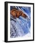 Grizly Bears at Katmai National Park, Alaska, USA-Gleb Tarro-Framed Photographic Print