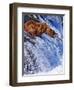 Grizly Bears at Katmai National Park, Alaska, USA-Gleb Tarro-Framed Photographic Print