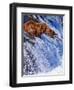 Grizly Bears at Katmai National Park, Alaska, USA-Gleb Tarro-Framed Photographic Print