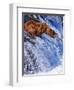 Grizly Bears at Katmai National Park, Alaska, USA-Gleb Tarro-Framed Photographic Print