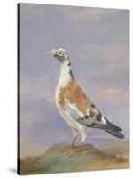 Grizzle Carrier Pigeon-D. the Younger Wolstenholme-Stretched Canvas