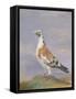 Grizzle Carrier Pigeon-D. the Younger Wolstenholme-Framed Stretched Canvas