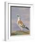 Grizzle Carrier Pigeon-D. the Younger Wolstenholme-Framed Giclee Print