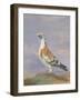 Grizzle Carrier Pigeon-D. the Younger Wolstenholme-Framed Giclee Print