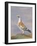 Grizzle Carrier Pigeon-D. the Younger Wolstenholme-Framed Giclee Print