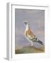 Grizzle Carrier Pigeon-D. the Younger Wolstenholme-Framed Giclee Print