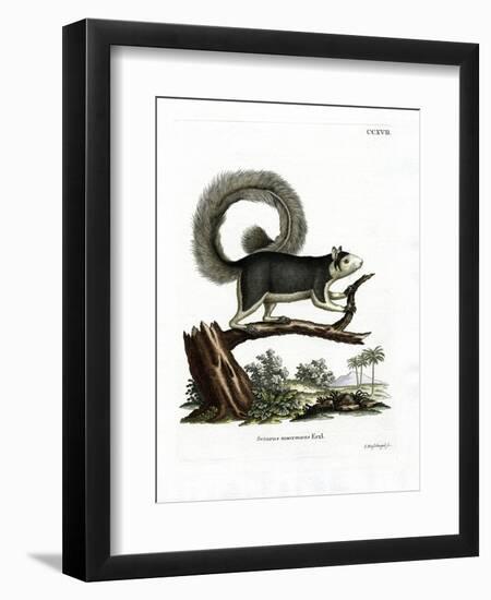 Grizzled Giant Squirrel-null-Framed Premium Giclee Print