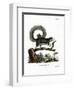 Grizzled Giant Squirrel-null-Framed Premium Giclee Print