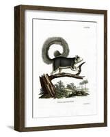 Grizzled Giant Squirrel-null-Framed Giclee Print