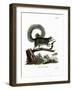 Grizzled Giant Squirrel-null-Framed Giclee Print