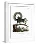 Grizzled Giant Squirrel-null-Framed Giclee Print