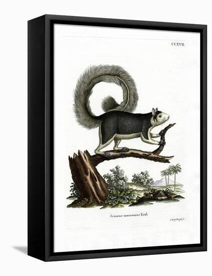 Grizzled Giant Squirrel-null-Framed Stretched Canvas