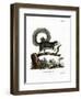 Grizzled Giant Squirrel-null-Framed Giclee Print