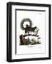 Grizzled Giant Squirrel-null-Framed Giclee Print