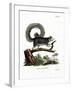 Grizzled Giant Squirrel-null-Framed Giclee Print