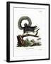 Grizzled Giant Squirrel-null-Framed Giclee Print