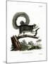 Grizzled Giant Squirrel-null-Mounted Giclee Print