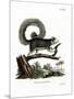 Grizzled Giant Squirrel-null-Mounted Premium Giclee Print