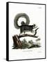Grizzled Giant Squirrel-null-Framed Stretched Canvas
