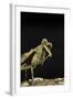Grizzled Mantis Grooming Self, Gonatista Grisea, Central Florida-Maresa Pryor-Framed Photographic Print