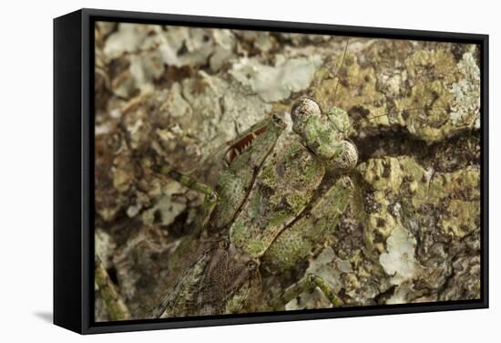 Grizzled Mantis in Camouflage, Gonatista Grisea, Central Florida-Maresa Pryor-Framed Stretched Canvas