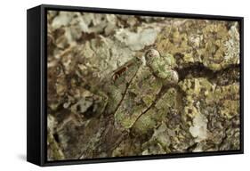 Grizzled Mantis in Camouflage, Gonatista Grisea, Central Florida-Maresa Pryor-Framed Stretched Canvas
