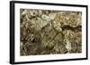 Grizzled Mantis in Camouflage, Gonatista Grisea, Central Florida-Maresa Pryor-Framed Photographic Print