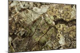 Grizzled Mantis in Camouflage, Gonatista Grisea, Central Florida-Maresa Pryor-Mounted Photographic Print