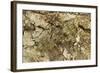 Grizzled Mantis in Camouflage, Gonatista Grisea, Central Florida-Maresa Pryor-Framed Photographic Print