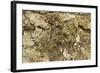 Grizzled Mantis in Camouflage, Gonatista Grisea, Central Florida-Maresa Pryor-Framed Photographic Print