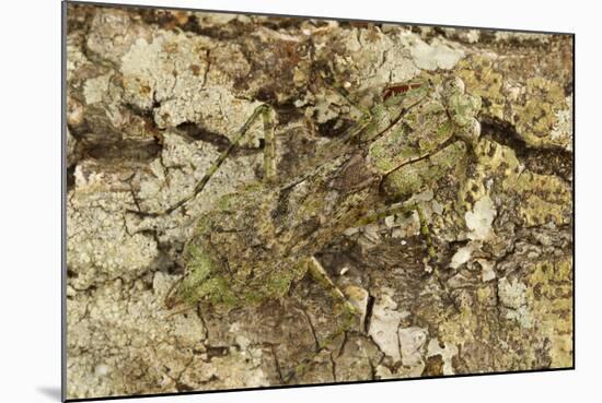 Grizzled Mantis in Camouflage, Gonatista Grisea, Central Florida-Maresa Pryor-Mounted Photographic Print