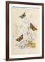 Grizzled Skipper Moth Dingy Skipper Chequered Skipper Small Skipper-null-Framed Art Print