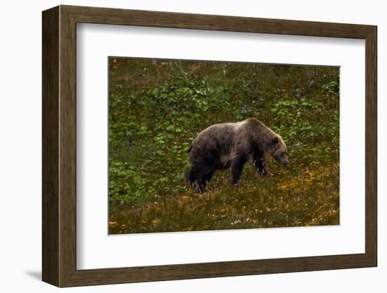 Grizzley Bear grazing on berries on tundra of interior of Denali National Park, Alaska-null-Framed Photographic Print