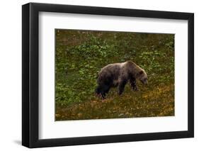 Grizzley Bear grazing on berries on tundra of interior of Denali National Park, Alaska-null-Framed Photographic Print