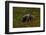 Grizzley Bear grazing on berries on tundra of interior of Denali National Park, Alaska-null-Framed Photographic Print