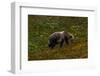 Grizzley Bear grazing on berries on tundra of interior of Denali National Park, Alaska-null-Framed Photographic Print