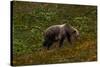 Grizzley Bear grazing on berries on tundra of interior of Denali National Park, Alaska-null-Stretched Canvas