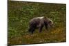 Grizzley Bear grazing on berries on tundra of interior of Denali National Park, Alaska-null-Mounted Photographic Print