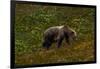 Grizzley Bear grazing on berries on tundra of interior of Denali National Park, Alaska-null-Framed Photographic Print