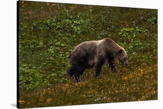 Grizzley Bear grazing on berries on tundra of interior of Denali National Park, Alaska-null-Stretched Canvas