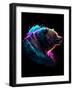 Grizzly 1-null-Framed Art Print