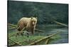 Grizzly and Swallows-Jeremy Paul-Stretched Canvas
