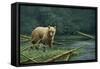 Grizzly and Swallows-Jeremy Paul-Framed Stretched Canvas