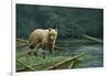 Grizzly and Swallows-Jeremy Paul-Framed Giclee Print